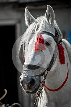 Beautiful white horse head on a ranch closeup