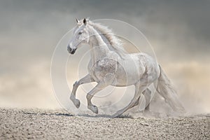 Beautiful white horse with long mane