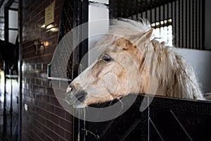 beautiful white horse with a lush mane in a stall in the stable