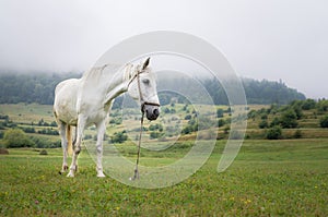 Beautiful white horse on the meadow in a foggy day