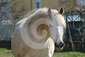 Beautiful white horse in the meadow on a sunny day