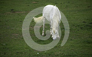 Beautiful white horse out to pasture