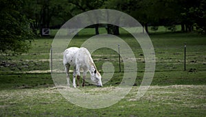 Beautiful white horse out to pasture