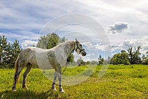 Beautiful white horse on pasture with green grass