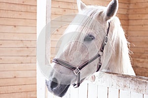 Beautiful white horse in a pen close up