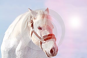 Beautiful white horse in a pen at sunset close-up