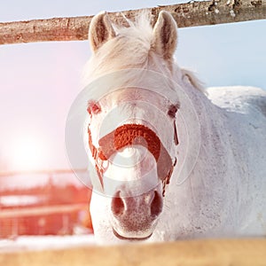 Beautiful white horse in a pen at sunset close-up