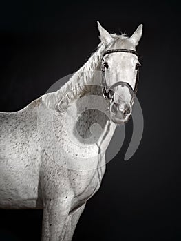 Beautiful white horse portrait with classic bridle isolated on black background