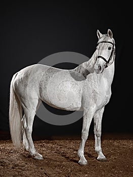 Beautiful white horse portrait with classic bridle isolated on black background