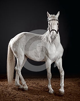 Beautiful white horse portrait with classic bridle isolated on black background