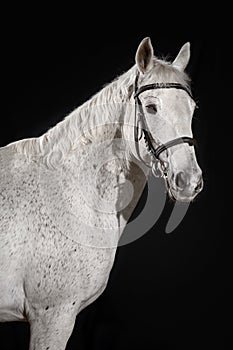 Beautiful white horse portrait with classic bridle isolated on black background