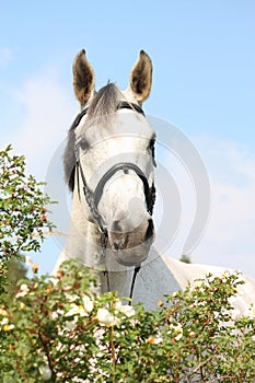 Beautiful white horse portrait in flowers