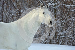 Beautiful white horse portrait walks in winter farm