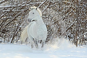 Beautiful white horse portrait walks in winter farm
