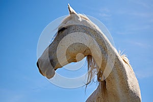 Portrait of beautiful white horse against the blue sky.