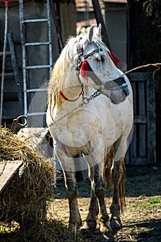 Beautiful white horse on a ranch closeup