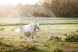 Beautiful white horse running on the field in summer