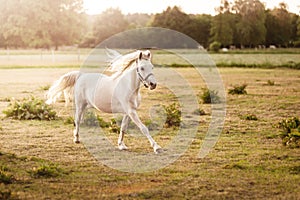 Beautiful white horse running on a meadow in summer day