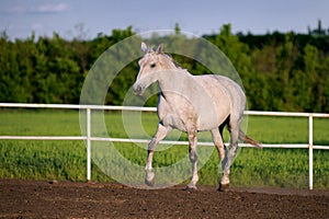 Beautiful white horse runs trot in the paddock