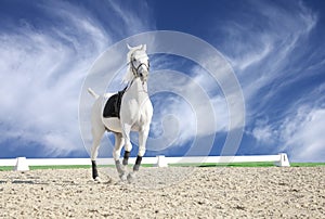 Beautiful white horse in sand arena