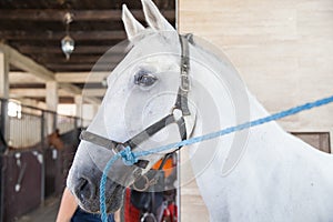 beautiful white horse at stable