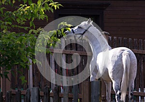 Beautiful white horse standing by the fence