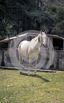 a beautiful white horse from a farm