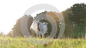 Beautiful white horse walks on a green meadow at sunset. Beautiful cinematic frame