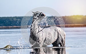 Beautiful white horse in the water