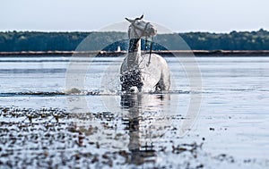 Beautiful white horse in the water