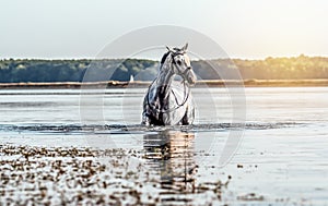 Beautiful white horse in the water