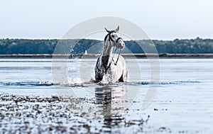 Beautiful white horse in the water