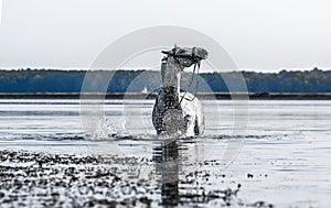 Beautiful white horse in the water