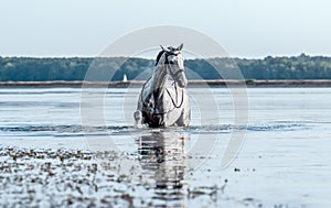 Beautiful white horse in the water