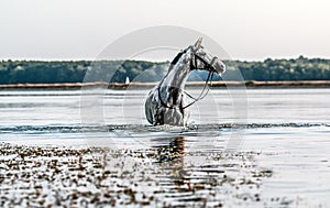 Beautiful white horse in the water