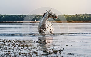 Beautiful white horse in the water