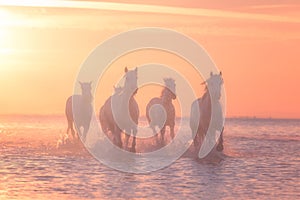 White horses run gallop in the water at sunset, Camargue, Bouches-du-rhone, France