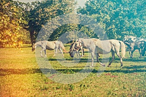 Beautiful white horses grazing in the field on a sunny day