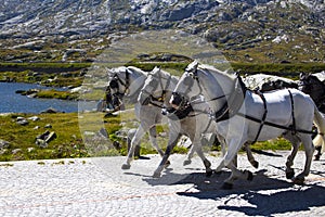 Beautiful white horses on a mountain. road in