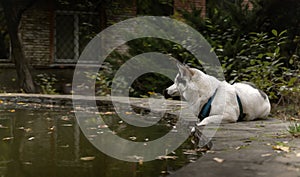 Beautiful white Huskey dog with black ears and walking schleia on it looking concentrated sideways laying on fountain or