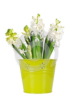 Beautiful white hyacinth flower in a green bucket, white background