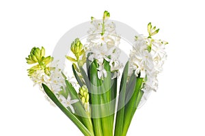 Beautiful white hyacinth flower, isolated on white background