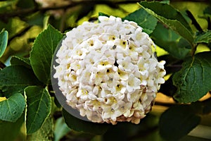 Beautiful white hydrangea flower ball