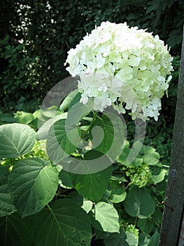 Beautiful white hydrangea flowers with green leaves in the garden. White hortensia.