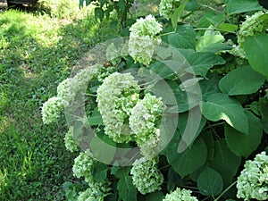 Beautiful white hydrangea flowers with green leaves in the garden. White hortensia.