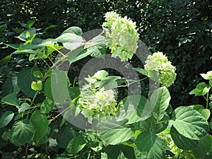 Beautiful white hydrangea flowers with green leaves in the garden. White hortensia.