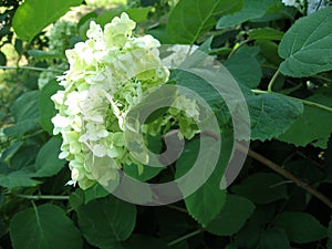 Beautiful white hydrangea flowers with green leaves in the garden. White hortensia.
