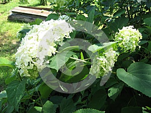 Beautiful white hydrangea flowers with green leaves in the garden. White hortensia.