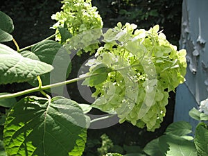 Beautiful white hydrangea flowers with green leaves in the garden. White hortensia.