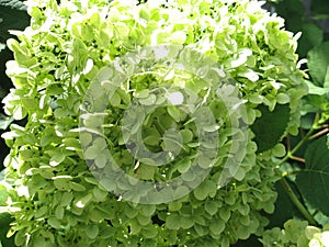 Beautiful white hydrangea flowers with green leaves in the garden. White hortensia.